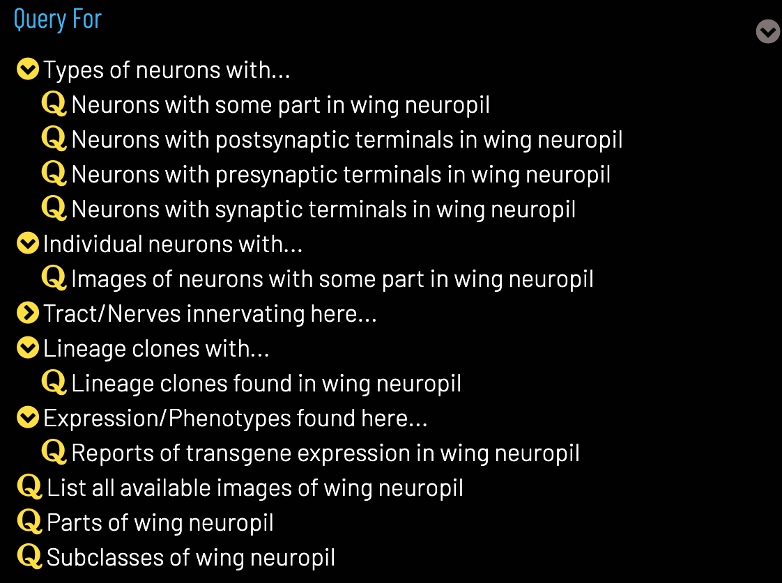 Queries in the Term Info pane.